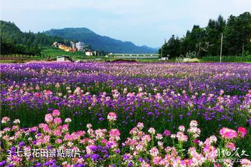 盤縣噠啦仙谷-七彩花田照片