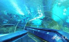 北京工體富國海底世界旅遊攻略之海底隧道