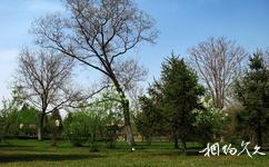 宁夏银川中山公园旅游攻略之古树群
