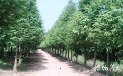 日照海濱國家森林公園旅遊攻略之森林浴場