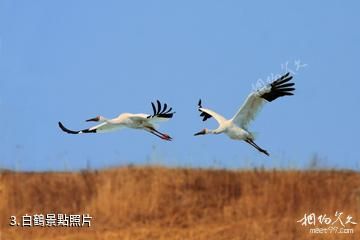 遼寧雙台河口國家級自然保護區-白鶴照片