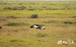 肯尼亚安博塞利国家公园旅游攻略之皇冠鹤