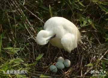 重慶三多橋白鷺園-產卵照片