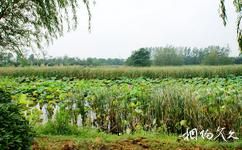 合肥蜀山森林公园旅游攻略之湿地景观区