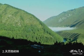 青河天林岛度假村-天然杨树林照片