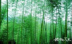 龙岩梅花山中国虎园旅游攻略之万亩竹林