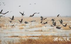 江西鄱阳湖南矶湿地国家级自然保护区旅游攻略之水鸟