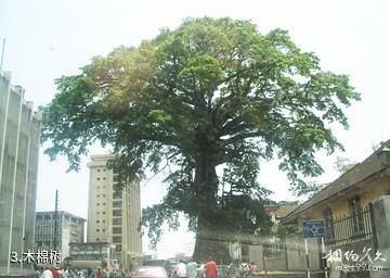 塞拉利昂弗里敦-木棉树照片