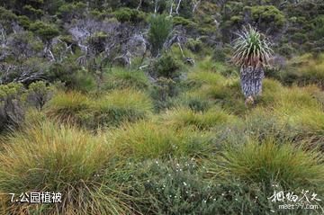 澳大利亚摇篮山-公园植被照片