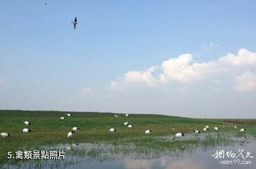 五大連池大沾河國家森林公園-禽類照片