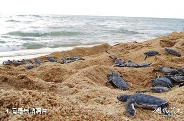 香橙群島國家公園-海龜照片