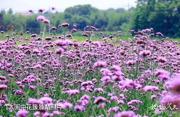 杭州東明山森林公園-園中花簇照片