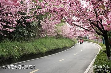 十堰黃龍灘旅遊度假區-櫻花大道照片