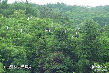 南京金牛湖景區-白鷺林照片