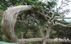 米仓山国家森林公园旅游攻略之古木