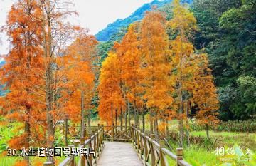 廣州從化石門國家森林公園-水生植物園照片