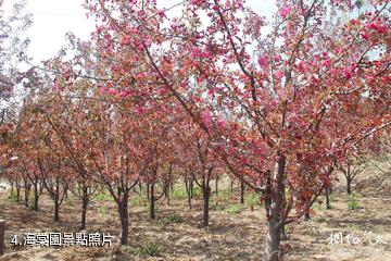 平陰聖母山生態農業觀光園-海棠園照片