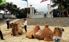 海南日月湾海门游览区旅游攻略之骑骆驼