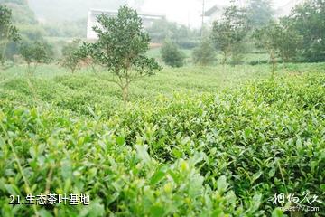 泸州天仙硐风景区-生态茶叶基地照片