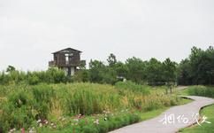 上海東灘濕地公園旅遊攻略之觀鳥台