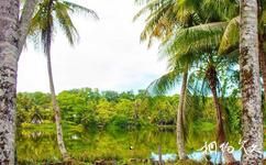 瑙鲁旅游攻略之椰林