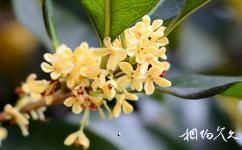 方城德雲山風情植物園旅遊攻略之秋香園