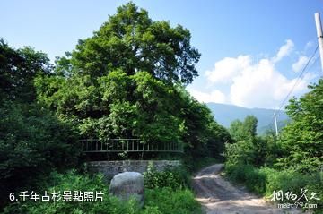 寶雞太白青峰峽森林公園-千年古杉照片