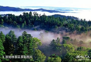 黑龍江涼水自然保護區-原始林景區照片