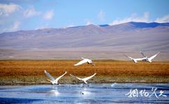 新疆巴音布鲁克天鹅湖旅游攻略之天鹅
