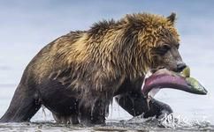 堪察加庫頁湖旅遊攻略之棕熊