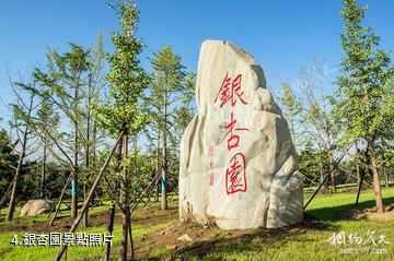 西安周至秦嶺國家植物園-銀杏園照片