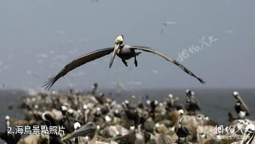 墨西哥加利福尼亞灣-海鳥照片