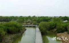 黄河口生态旅游攻略之人工刺槐林