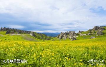 阿泰勒托勒海特景區-花草照片