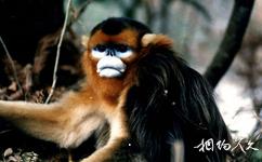 四川雪寶頂國家級自然保護區旅遊攻略之金絲猴