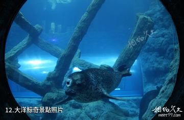 杭州極地海洋公園-大洋鯨奇照片