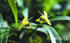 广西雅长兰科植物国家级自然保护区旅游攻略之流苏贝母兰