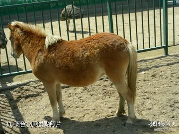 東營龍悅湖天鵝湖-栗色小馬照片