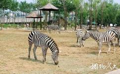 焦作森林动物园旅游攻略之草食动物区