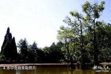 景寧草魚塘森林公園-水中奇樹照片