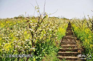 重慶九龍坡九鳳山景區-三百梯雪海照片