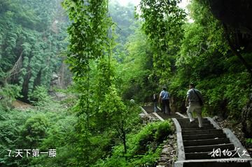 赞皇县棋盘山景区-天下第一藤照片