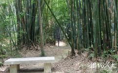 中山小琅環公園旅遊攻略之竹林