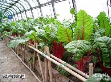 烟台农业科技博览园-观赏蔬菜园照片
