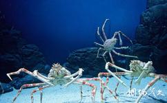 上海海洋水族館旅遊攻略之蜘蛛蟹