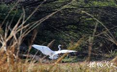 印度凯奥拉德奥国家公园旅游攻略之振翅飞翔