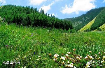 景泰寿鹿山森林公园-高山花海照片