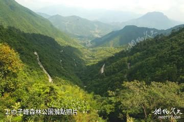 慶元巾子峰森林公園-巾子峰森林公園照片