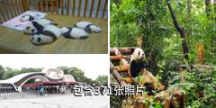 成都大熊猫繁育研究基地驴友相册
