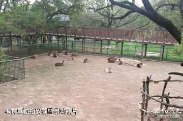 柳州動物園-食草動物放養區照片